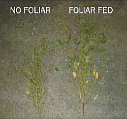 Side-by-side plants: no foliar vs. foliar fed