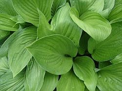 Healthy green plant leaves