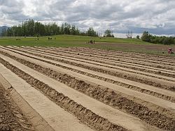 Freshly planted field rows